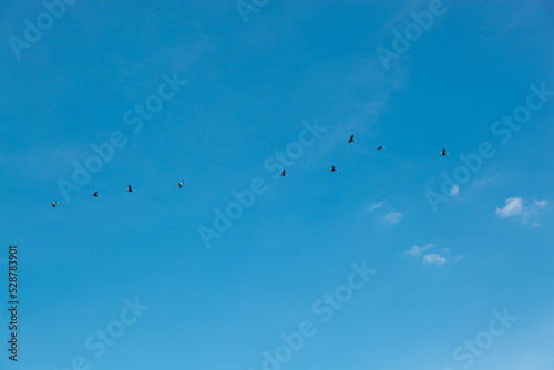 Photography a flock of birds flying in the blue sky