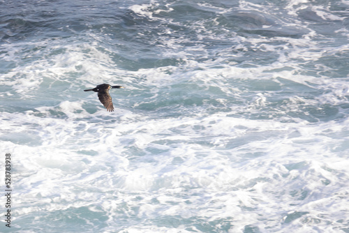 Japanese cormorant flying over water