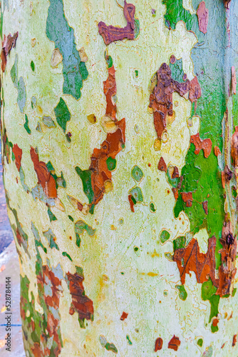 Wet sycamore tree trunk camo patterns