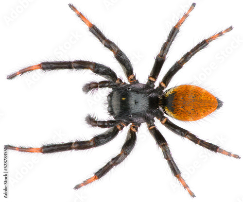 Foto Carrhotus xanthogramma is a species of jumping spiders belonging to the family Salticidae