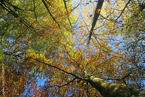  Looking up at trees in Autumn