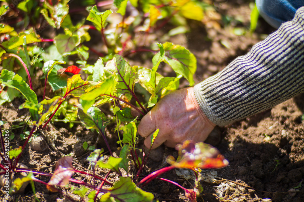Obraz premium Farmer's hands harvest crop of beet in the garden. Plantation work. Autumn harvest and healthy organic food concept close up with selective focus