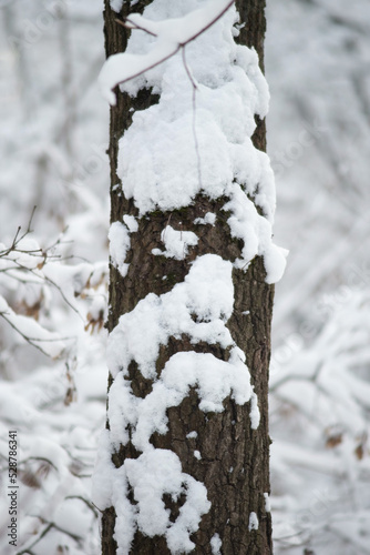 snowy winter forest with oak tree pillars