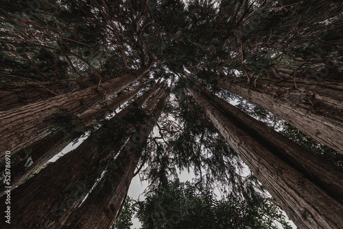 In the woods looking up through the branches towards the sky.
