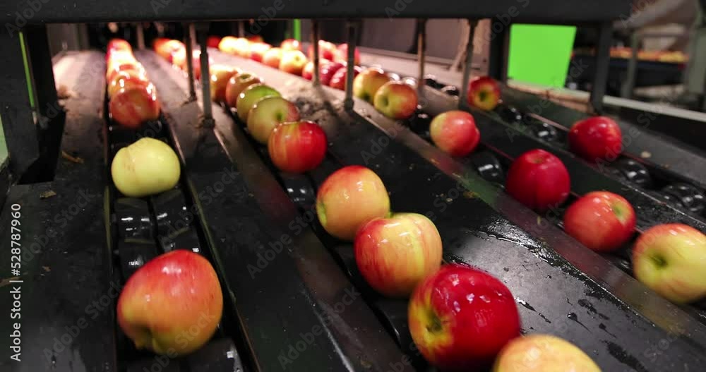 Apples moving on conveyer belt, sorting and grading by the machine in a fruit packing warehouse