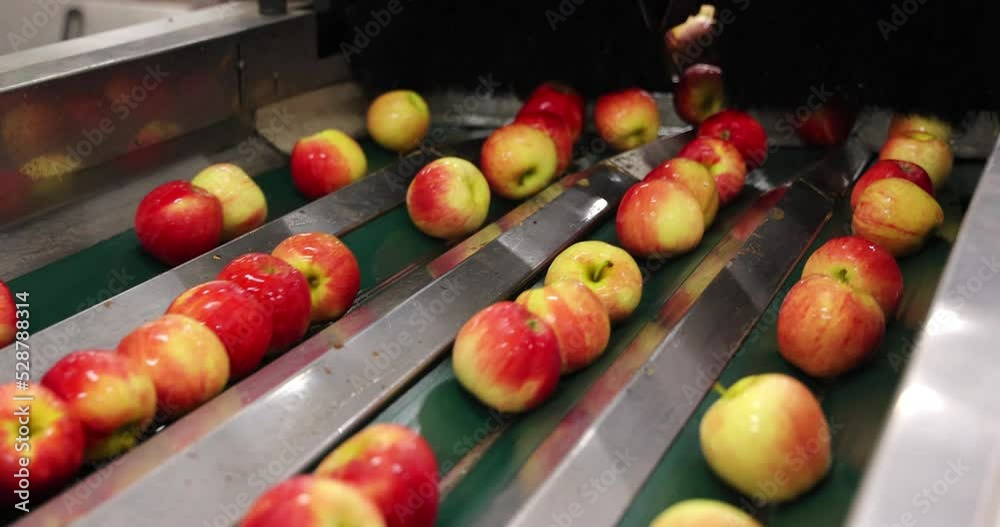 Apples moving on conveyer belt, sorting and grading by the machine in a fruit packing warehouse