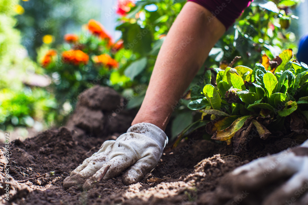 Fototapeta premium Planting flowers by a farmer in the garden bed of a country house. Garden seasonal work concept. Hands close up
