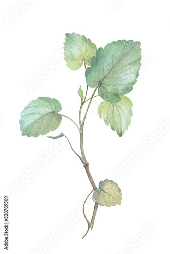 Green stem with leaves. Glechoma hederacea. hand drawn illustration. botanical image of medical plant. sprout in watercolor