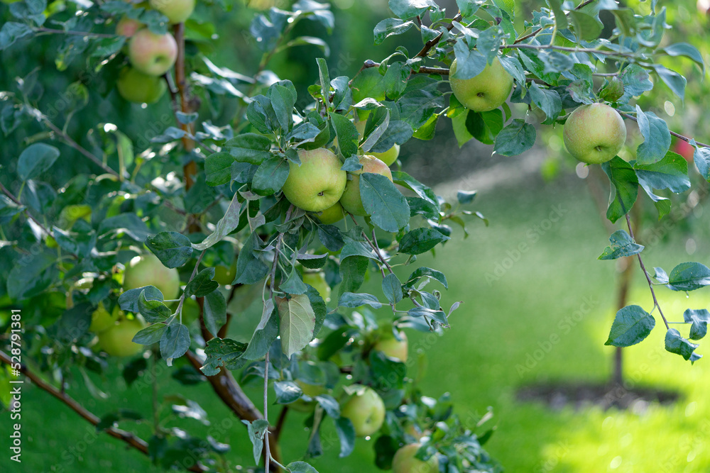 Shiny delicious apples hanging from a tree branch in an apple orchard during watering Shiny delicious apples hanging from a tree branch in an apple orchard during watering