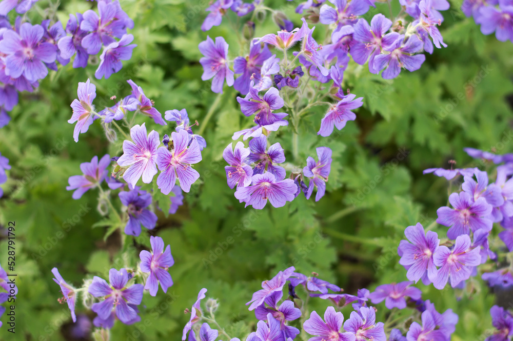 Obraz premium Cranesbill, Geranium Rozanne in bloom closeup, backgrounds