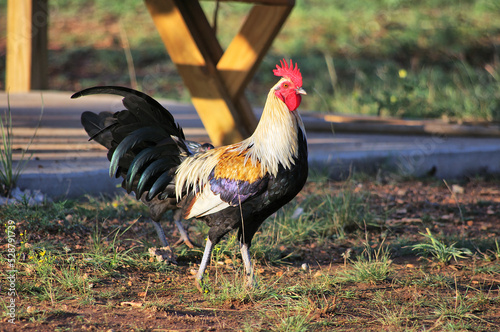 Beautiful Prue Bred Golden Duckwing (Grey) American Game Rooster photo