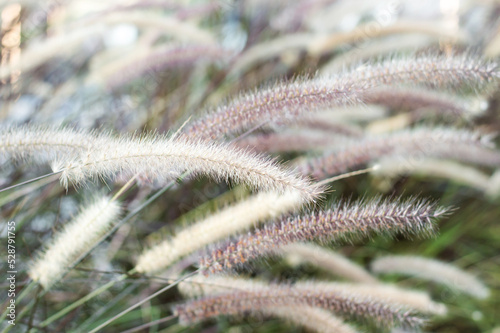 Close up and selective focus image of desho grass flowers photo