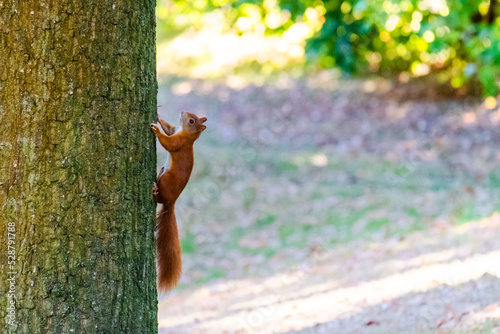 squirrel on tree © Visualmedia