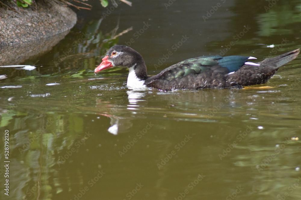 Pato negro nadando con reflejos en el agua Pato negro nadando con reflejos en el agua