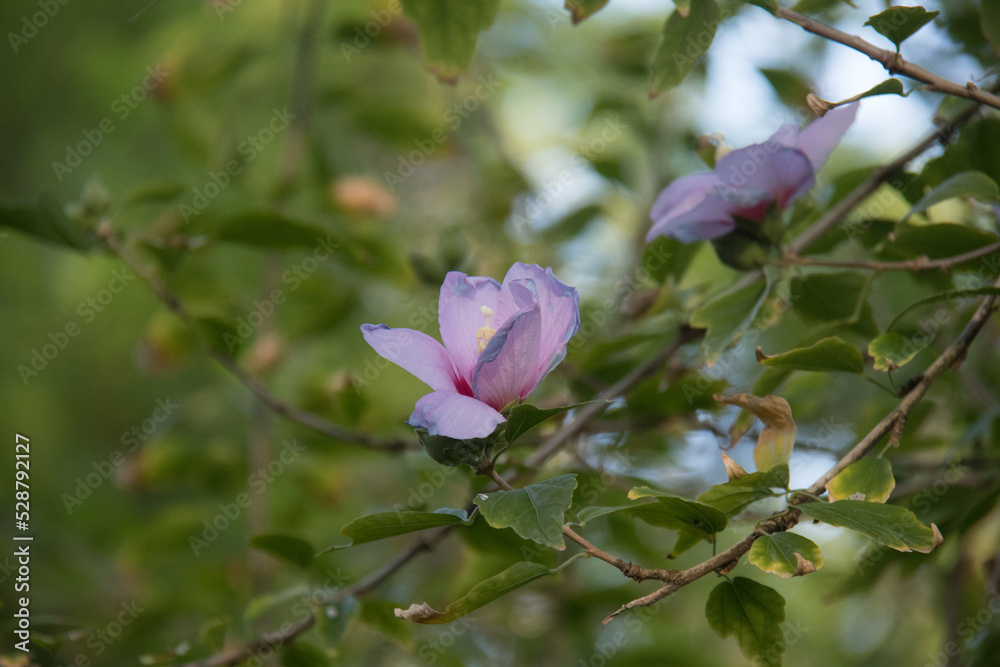desert rose bush bloom desert rose bush bloom