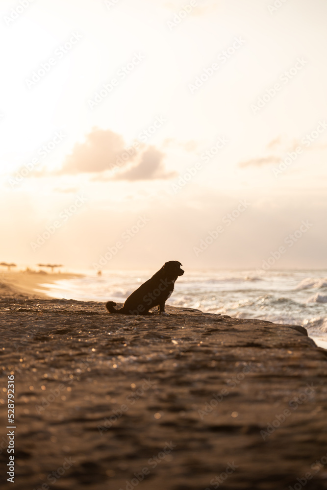Waves hitting the beach at sunset and sunlight hitting the sea Waves hitting the beach at sunset and sunlight hitting the sea