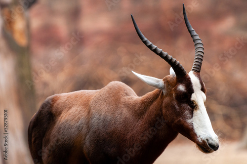 A blesbok antelope (Damaliscus pygargus), South Africa photo