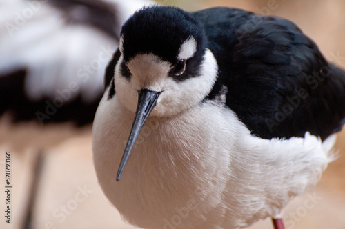 Beautiful wader bird on the ground photo