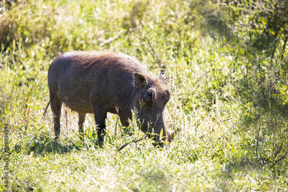 The warthog has a large head, barrel-shaped body and the presence of warts on the face from which it gets its name, this animal that lives in the African savannah is well known from the movie. The warthog has a large head, barrel-shaped body and the presence of warts on the face from which it gets its name, this animal that lives in the African savannah is well known from the movie.