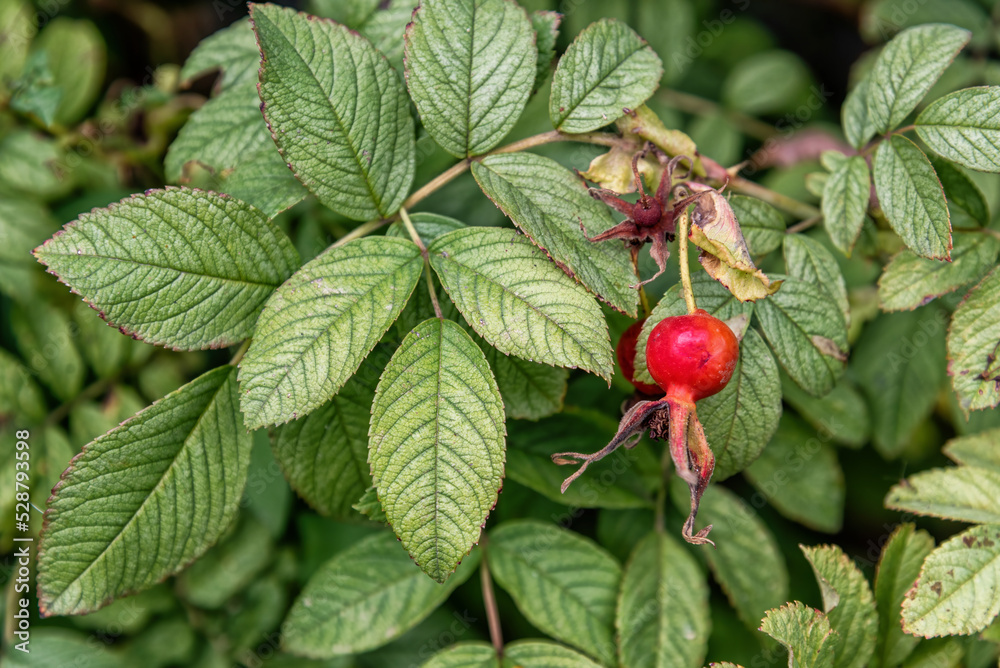 Rosehip branch in the summer garden, background. Rosehip branch in the summer garden, background.