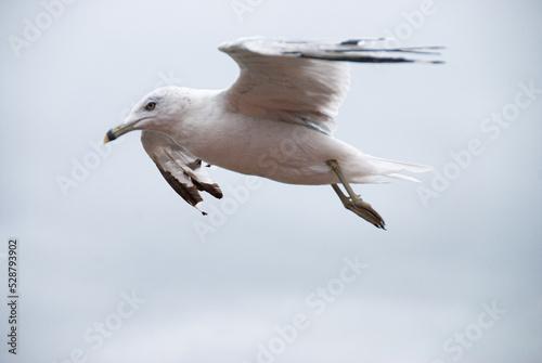 Seagle flying
