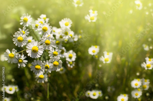 Chamomile flowers field wide background in sunlight