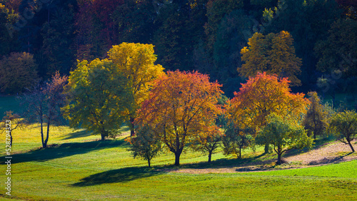 Herbstliche Obstbäume am Waldrand in der späten Nachmittagssonne
