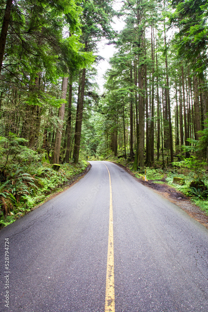 Obraz premium road in the woods