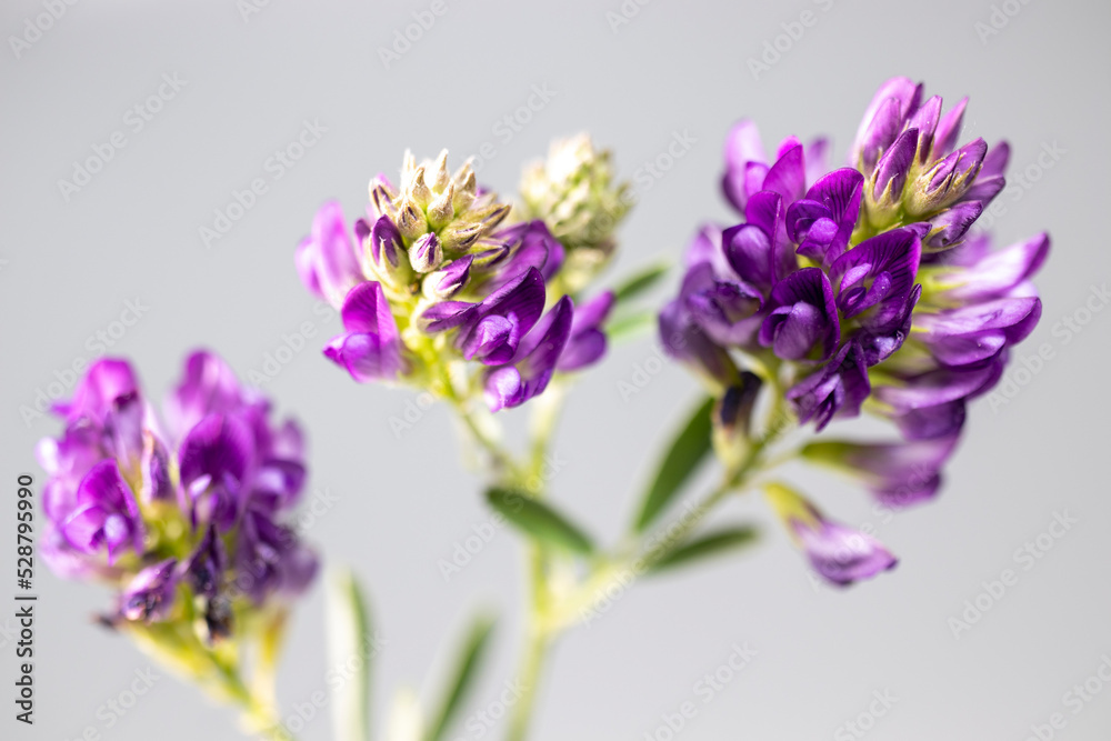 Obraz premium Wildflower in purple color, macro, isolated on black background.