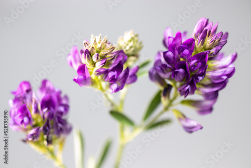 Wildflower in purple color  macro  isolated on black background.