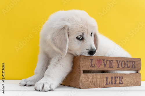 Cute golden retriever puppy sitting in a wooden box chewing on a yellow background