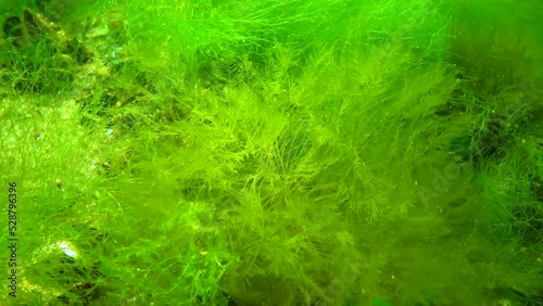 Green and red algae on underwater rocks (Briopsis, Ulva, Ceramium, Polisiphonia), Black Sea photo