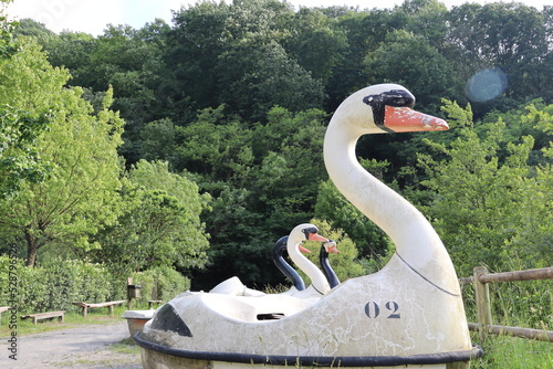 swan on the lake