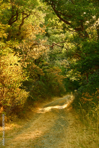 Szene mit Forstweg und fr  h herbstliche Laubkrone mit Sonnenstrahlen zwischen den   sten am Morgen