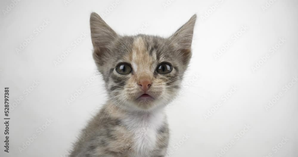 little kitty shaking from the cold, cute sick cat with fever. High quality 4k footage little kitty shaking from the cold, cute sick cat with fever. High quality 4k footage