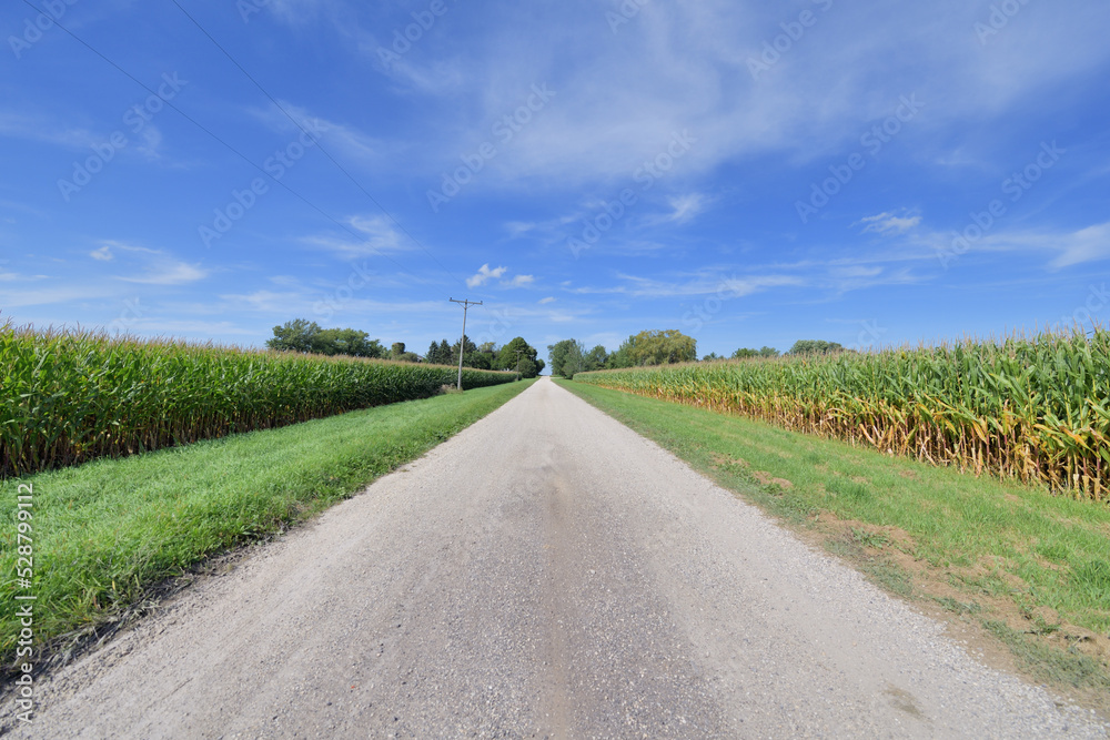 A dirt road splices through cornfields in rural northeastern Illinois. The scene underscores the abundant agriculture in Illinois and the Midwestern United States. 