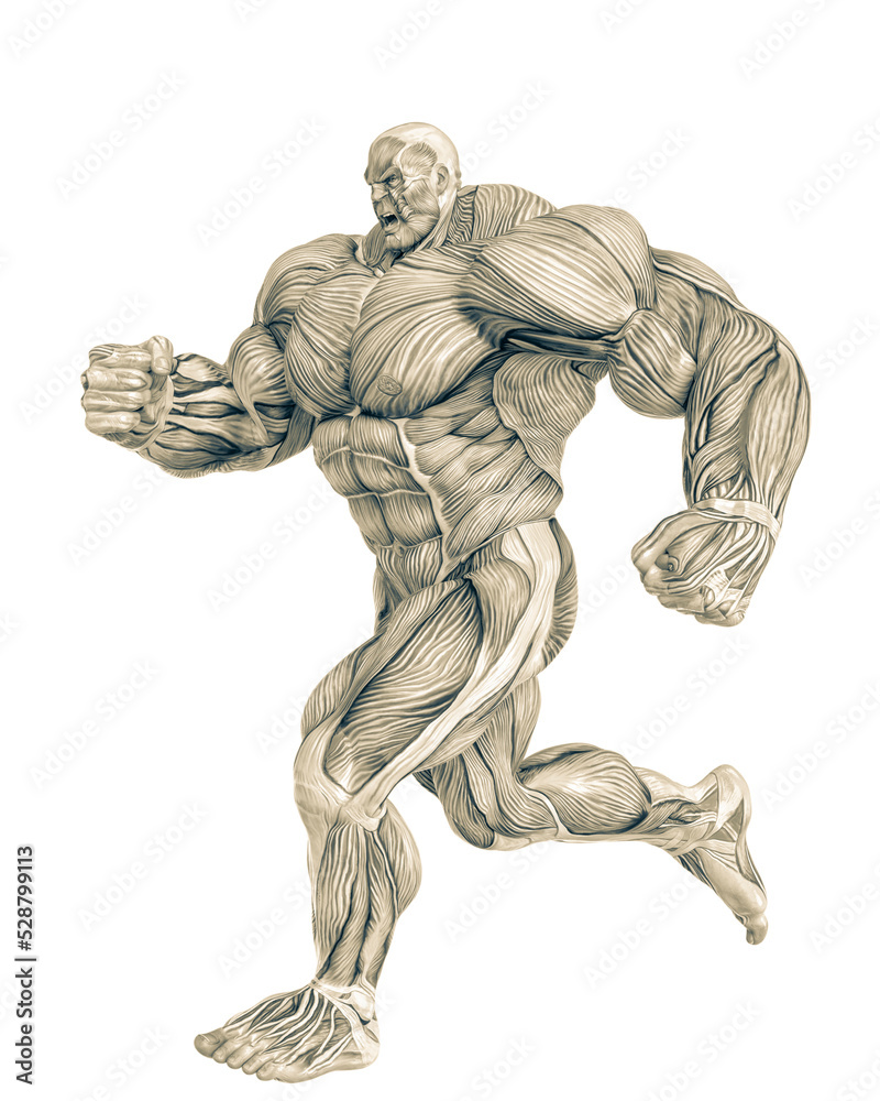 muscle maps of a strong man running on side view muscle maps of a strong man running on side view