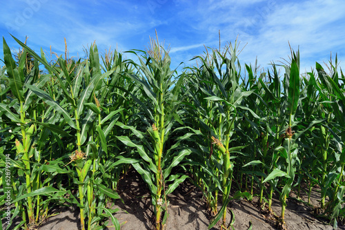 Neat rows of mature corn stalks grace a cornfield in northeastern Illinois Fototapeta