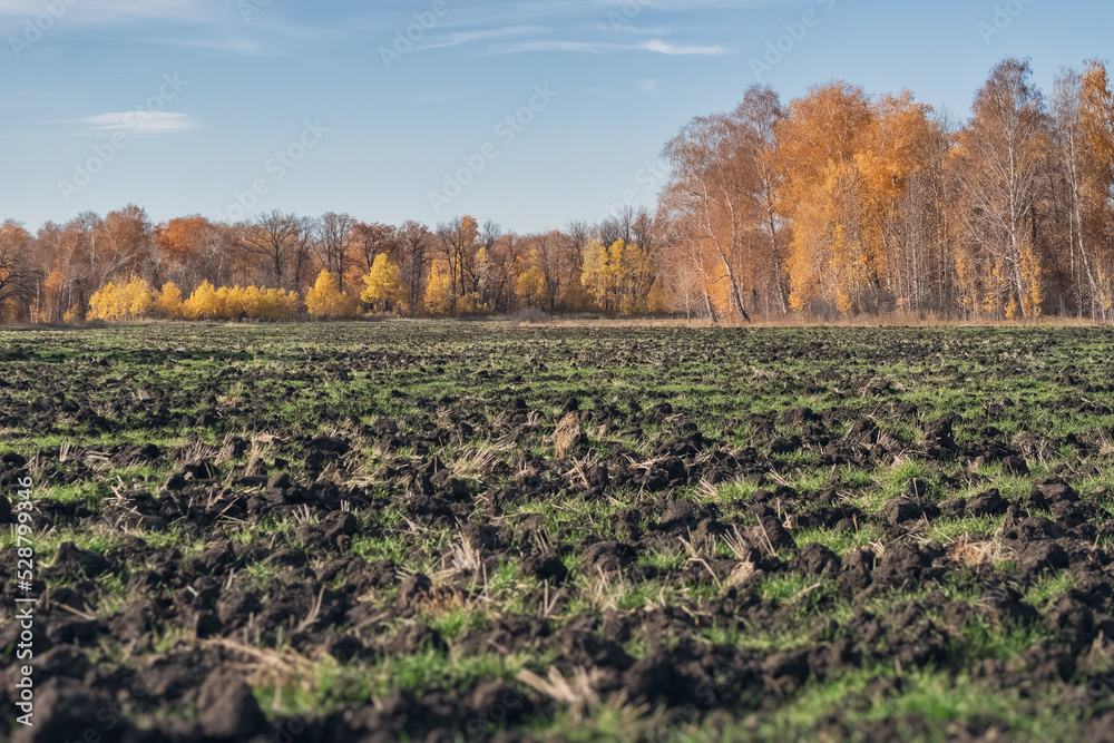 Fototapeta premium Agricultural fields in late autumn. Machine tillage for winter preparation.