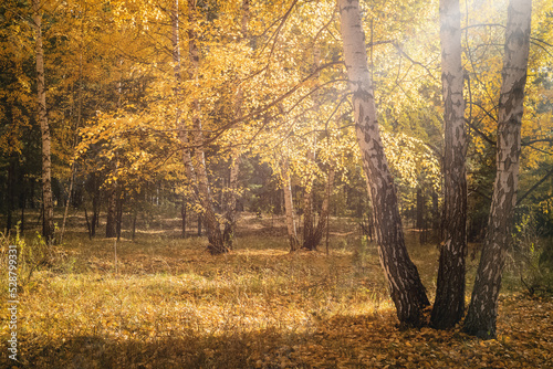 Autumn birch trees bathed in warm sunlight. Yellow leaves on the branches illuminated by the sun.