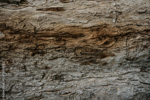 Texture of bark in the natural park,tree texture abstract for background