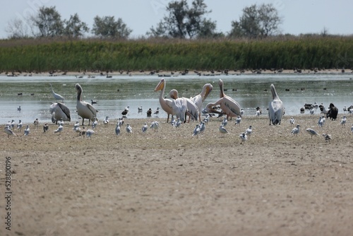 Flock Of Pelicans On The Estuary. Bessarabia, Ukraine photo