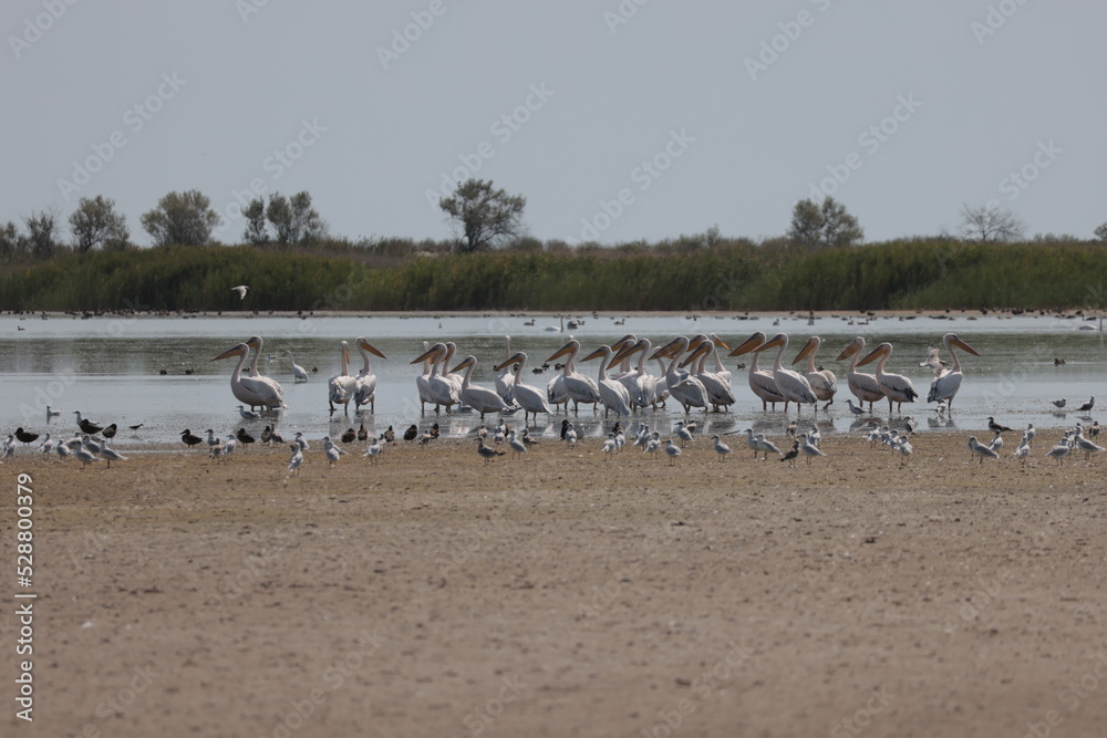 Flock Of Pelicans On The Estuary. Bessarabia, Ukraine Flock Of Pelicans On The Estuary. Bessarabia, Ukraine