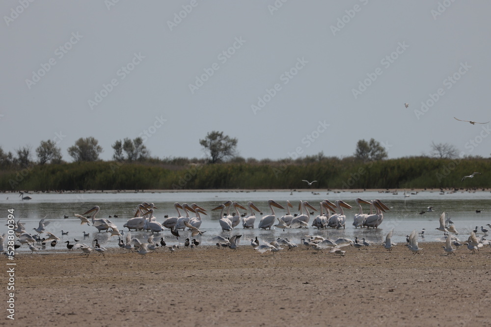 Flock Of Pelicans On The Estuary. Bessarabia, Ukraine Flock Of Pelicans On The Estuary. Bessarabia, Ukraine