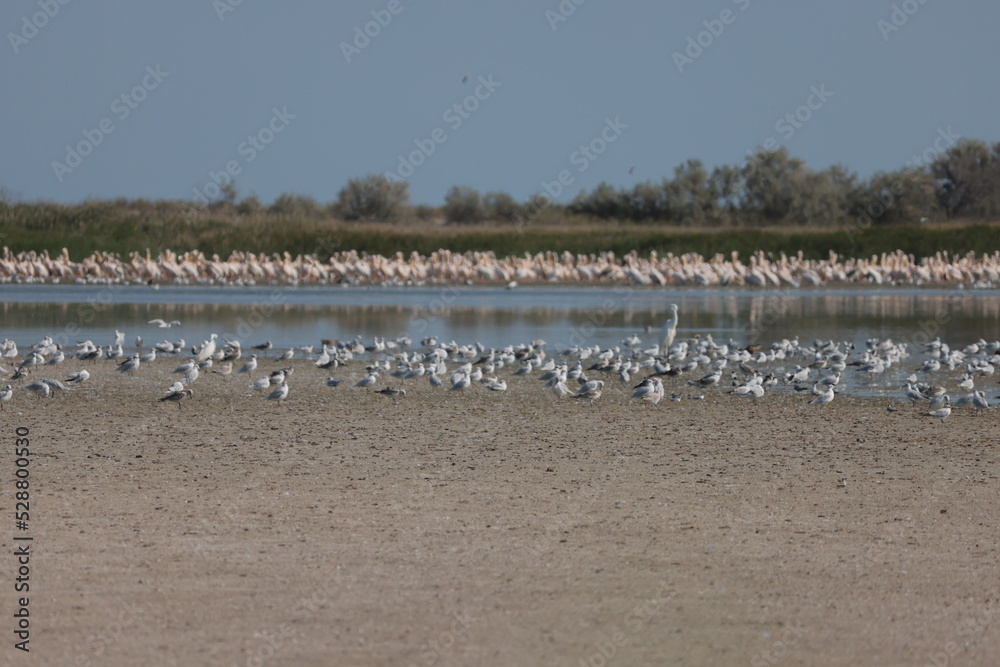 Flock Of Pelicans On The Estuary. Bessarabia, Ukraine Flock Of Pelicans On The Estuary. Bessarabia, Ukraine
