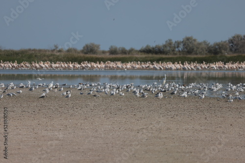 Flock Of Pelicans On The Estuary. Bessarabia, Ukraine © telearlens
