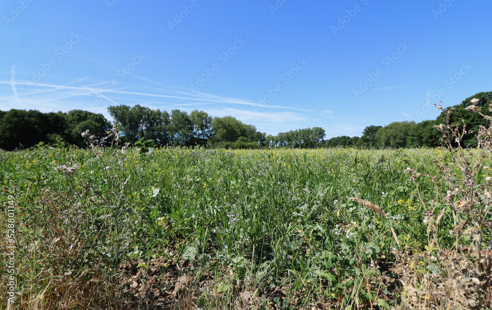 Field in spring with trees and blue sky above and earth in foreground