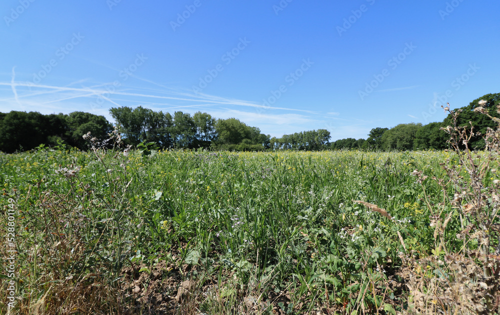 Field in spring with trees and blue sky above and earth in foreground Field in spring with trees and blue sky above and earth in foreground