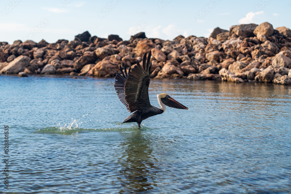 Fototapeta premium An isolated pelican in Runaway Bay beach (Jamaica).