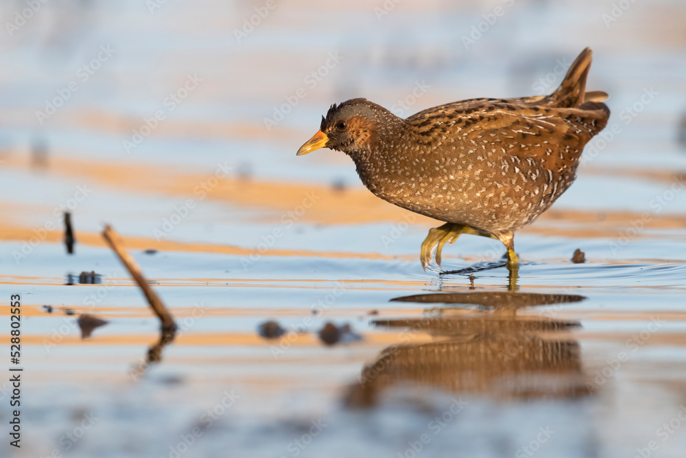 Spotted Crake - Porzana porzana - at the wetland, Marche, Italy Spotted Crake - Porzana porzana - at the wetland, Marche, Italy